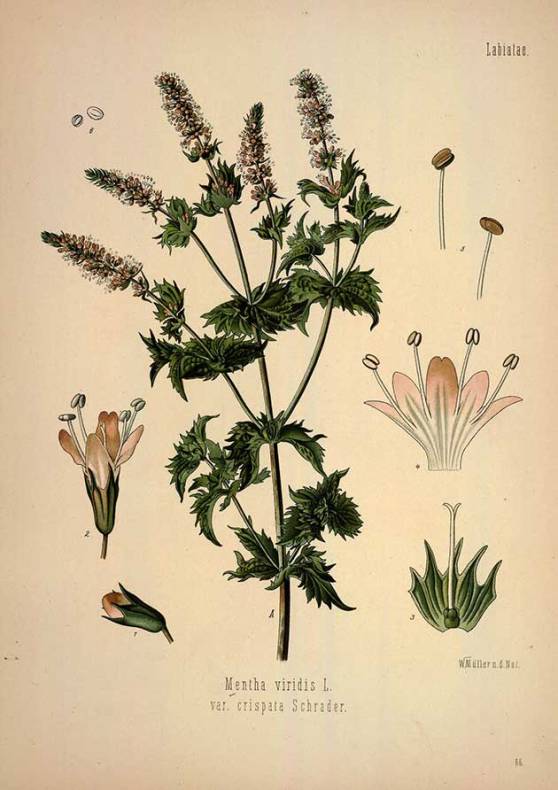 ilustración botánica que muestra la anatomía de la especie mentha viridis